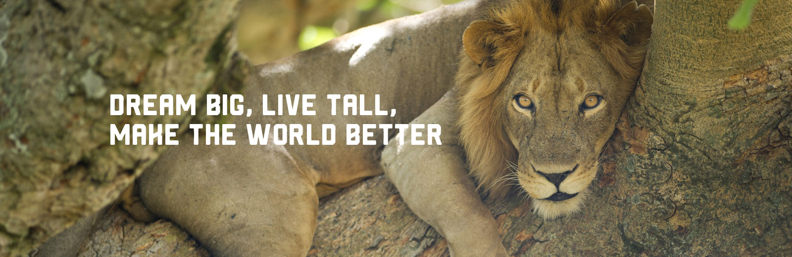 Lion sitting on tree branch with words "Dream Big, Live Tall, Make the World Better"