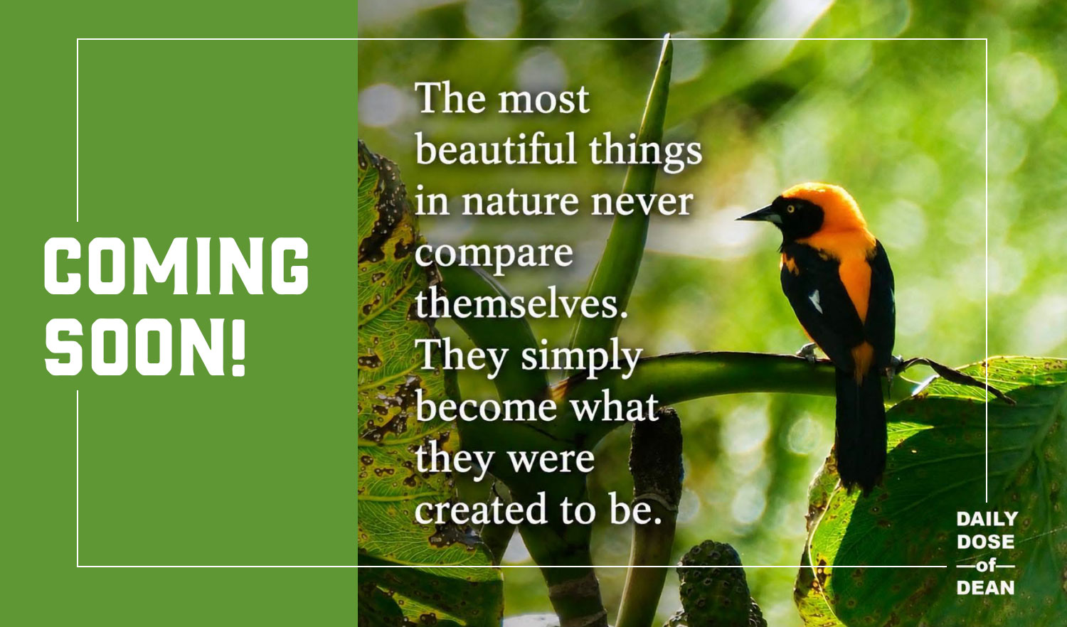 Red and black bird sitting on a branch with large green leaves all around. Text says Coming Soon! Daily Dose of Dean.